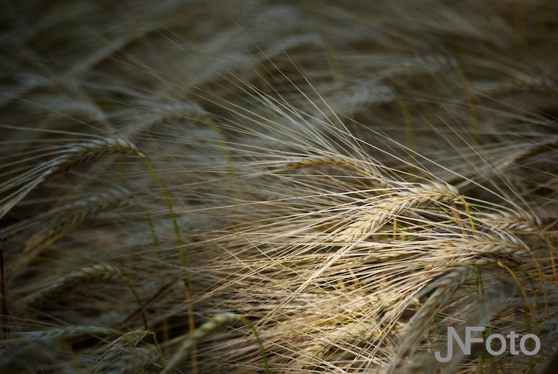 natuur1.jpg