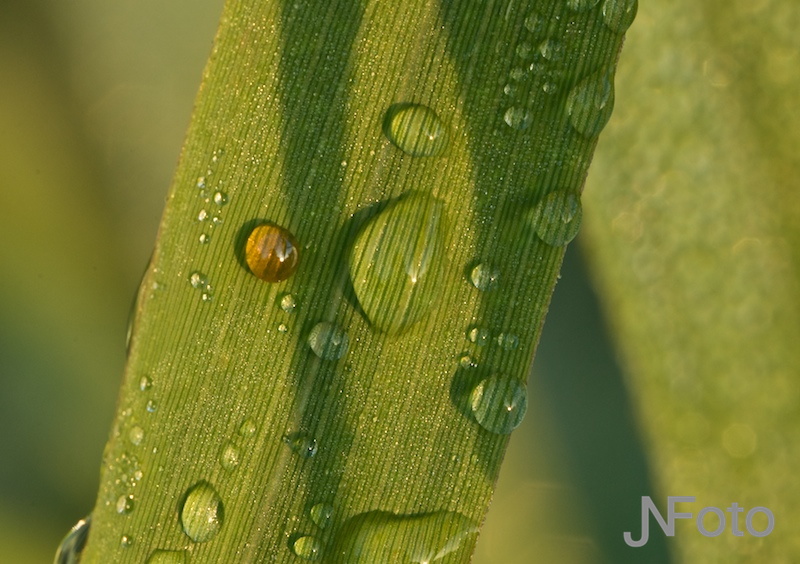 natuur2.jpg