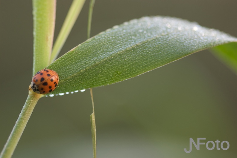 natuur3.jpg